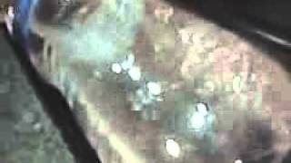 blood raw it feels good