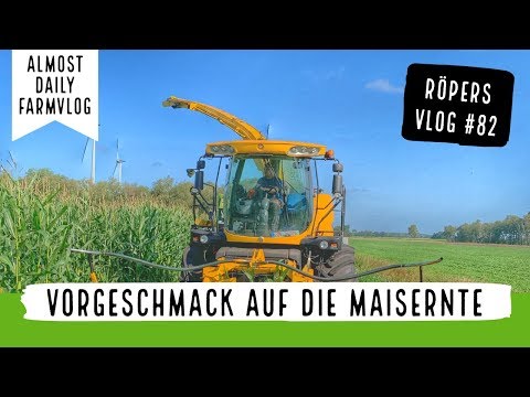 A little taste of the corn harvest