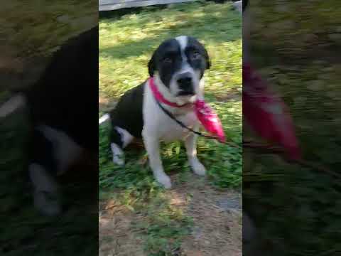 Cookie, an adopted Pit Bull Terrier & Black Labrador Retriever Mix in Allentown, PA_image-1