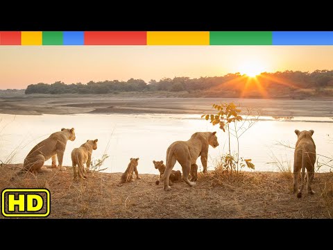 Rise of Luangwa Lion Pride in Africa - Nat Geo Wild Documentary HD