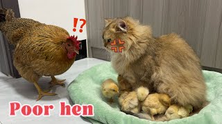 The hen suspected the cat of stealing her chicks and was shocked!The cat felt wronged. So funny cute