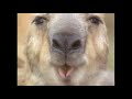 Really Wild Animals Wonders Down Under Custom Trailer