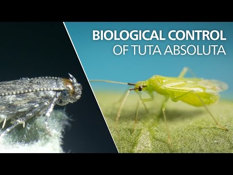 Biological control of Tuta absoluta - Macrolophus pygmaeus