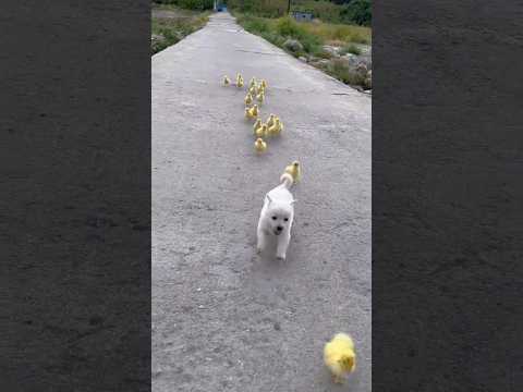 amazing funny dog 🐕 short video #funny #short #dog #trending #doggames #viral #amazing