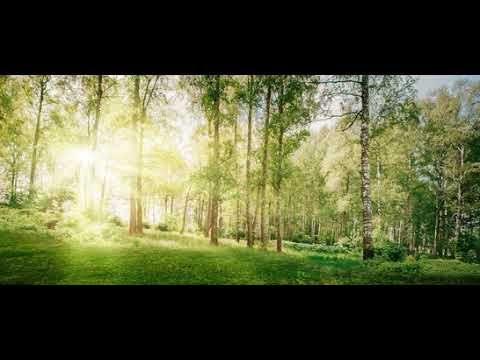 In the Temple Garden   Aaron Kenny 1 Hour