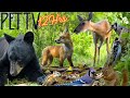 Best Of Summer 2025 12 Hour Compilation Of Nature Fun For Cats Dogs People NO LOOPING
