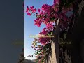 Chahvan Sohneya Lyrical Edit ️ Chahvansohneya Rohitzinjurke Roshniwalia Shortsfeed Danny Fyp
