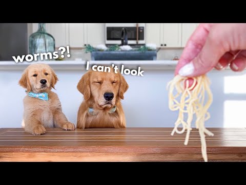 What Happens When Cute Dogs Turn Into Food Critics?