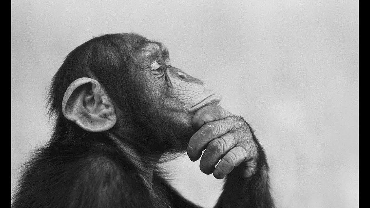 monkey thinking what the monkey thinking?