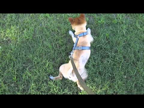 發現阿福新怪癖(原發表者:長壽福家)(影片)