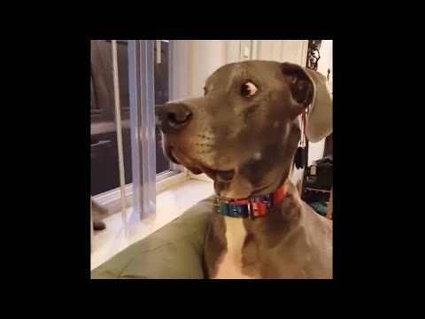 Dog Reaction🤣🤣 डॉग रिएक्शन 🤣🤣🤣