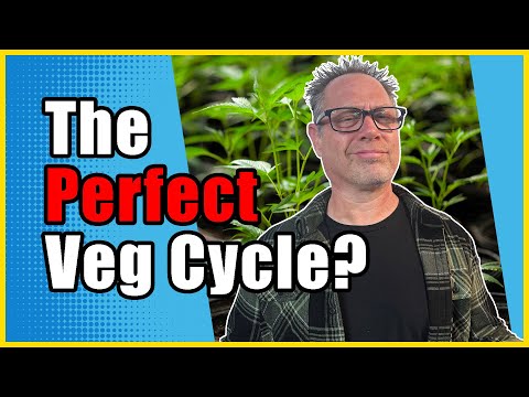 How Long Should You Veg Your Cannabis Plants For
