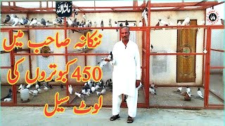 450 pigeons for sale in Nankana Sahib, take advantage of this opportunity ||03001333728