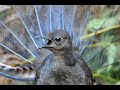 Lyrebird Mimicking Chainsaws, Cameras, Cars and Even People!