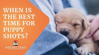 When is the Best Time for Puppy Shots - Marc Smith, DVM