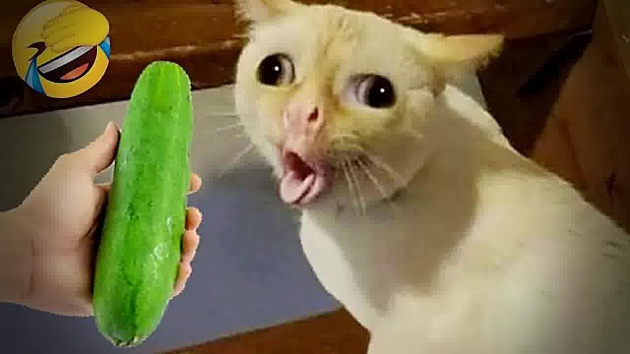 When God sends you a funny cat 🐈 Funny Animal Moments 😂