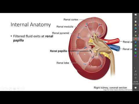 Ch27 Pt2, Urinary System, Internal Gross Anatomy of the Kidney