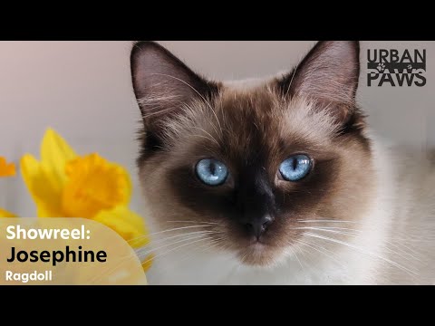 Cat Training: Josephine (Ragdoll)