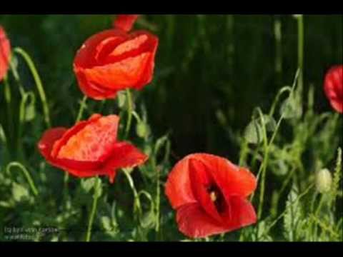 Roter Mohn - Max Raabe und das Palastorchester