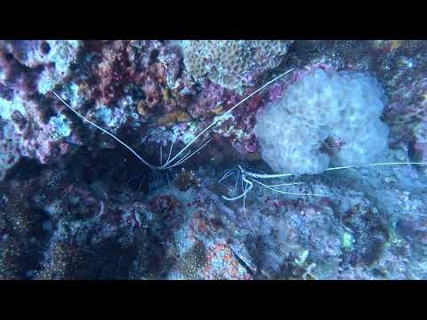 Koh Bida Nok Phi Phi Painted Spiny Lobsters