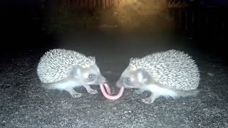 What Do Hedgehogs Do At Night? (Caught on Camera)