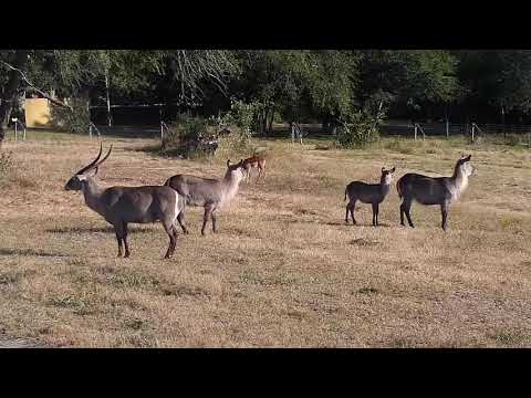 Djuma: Waterbucks and Impalas-Pt:1 - 07:53 - 05/12/21