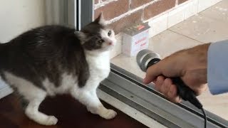 Reporter tries to interview a cat