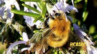 Un piccolo grande Mondo Gli INSETTI