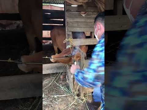 Cưa sừng bò - Dehorning cow #thuyvuhao #cow #bovobeo