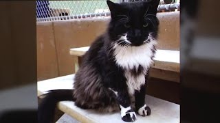 Legacy of Crazy Paws: Feline icon leaves lasting impact on Scranton rescue