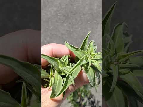 境界線、ポーチの下、壁沿いの多年草？葵の種まきの時期を学びましょう！  庭園