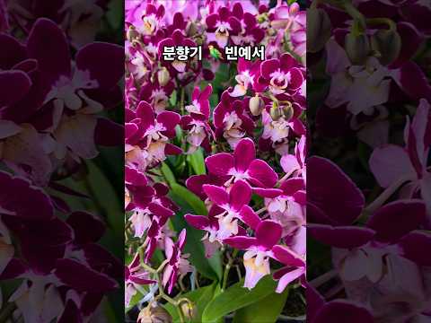 #미니#크라운#나비호접란 #분향기#빈예서#신작뮤비