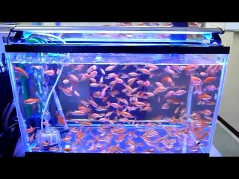 Bs 青島水族 011日本hikari高夠力 第三代金魚主食飼料baby 浮水性 小顆粒 100g 露天拍賣