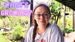 Garden Tour 2024 | Hamakua Homestead