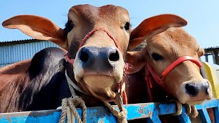 Download Lagu Cow Videos, cow unloading, cow video, big cow, goru, hamba cow, Very popular, Ep - 131 Thumbnail