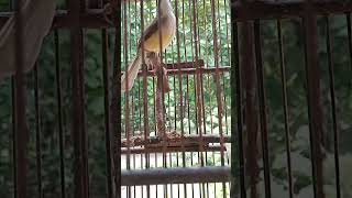 Download lagu panggilan burung ciblek tebu jantan mp3