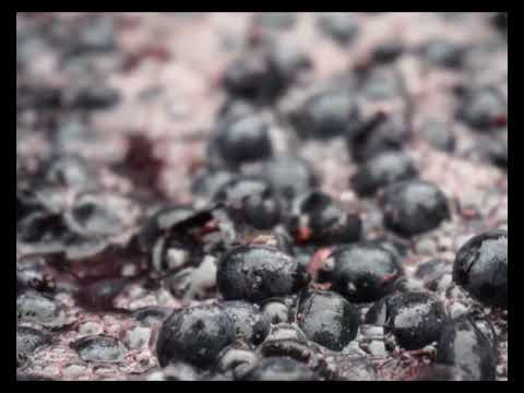 Storytelling Viñedos & Bodegas San Eugenio