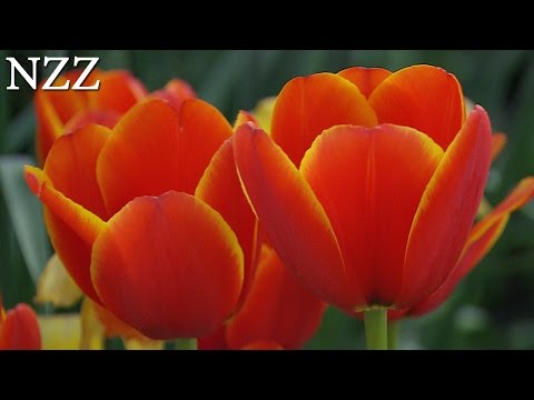Tulpen-Weltmacht Holland - Dokumentation von NZZ Format (2007)