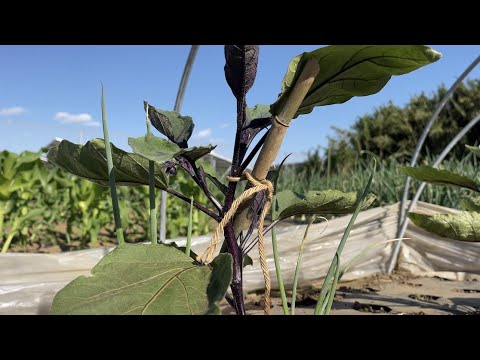 園芸 ナスの成長カレンダー