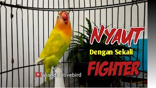 Download lagu SEKALI FIGHTER Pasti NYAUT, Suara Pancingan Lovebird Gacor Ngekek Panjang, Rangsang LB Cepat NGEKEK mp3