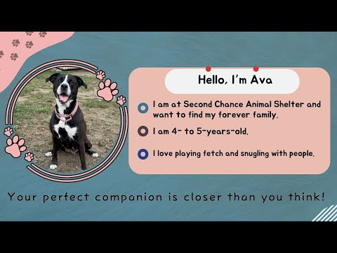 Companion Corner: Ava at Second Chance Animal Shelter - YouTube