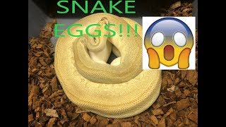 My Snake Laid eggs?! What now? ( BALL PYTHONS )