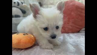 ハーフ犬の動画01