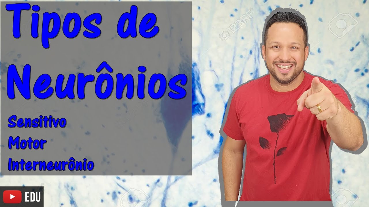 Tipos de Neurônios - Sensitivos, Motores e Interneurônios ou Associativos - Tecido Nervoso