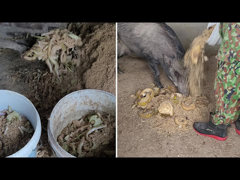 Boosting Wild Boar Farming Efficiency with Banana Tree Feed