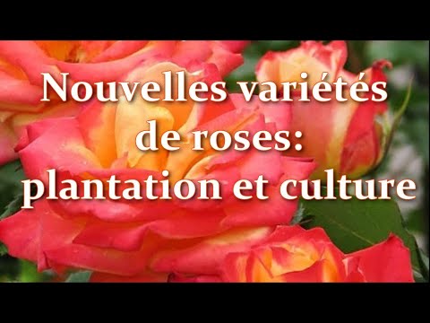 , title : 'Сomment planter et cultiver roses. Nouvelles variétés de roses dans mon jardin Plantation et Culture'