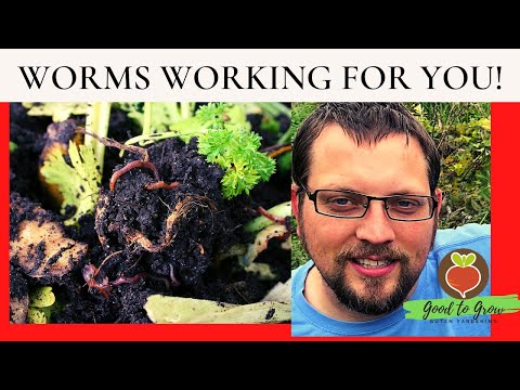 Vermicomposting: 𝐒𝐞𝐯𝐞𝐧 𝐓𝐈𝐏𝐒 to Easily 𝐖𝐈𝐍 at Worm Bin Composting| BLACK GOLD for Urban Homesteads