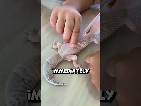 Excess Gecko Shedding