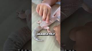 Download lagu Excess Gecko Shedding mp3 Download lagu Excess Gecko Shedding mp3