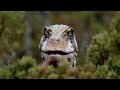 Walking With Dinosaurs But It S 2025